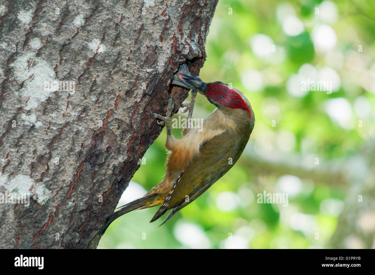 Feathers green woodpecker hi-res stock photography and images - Alamy