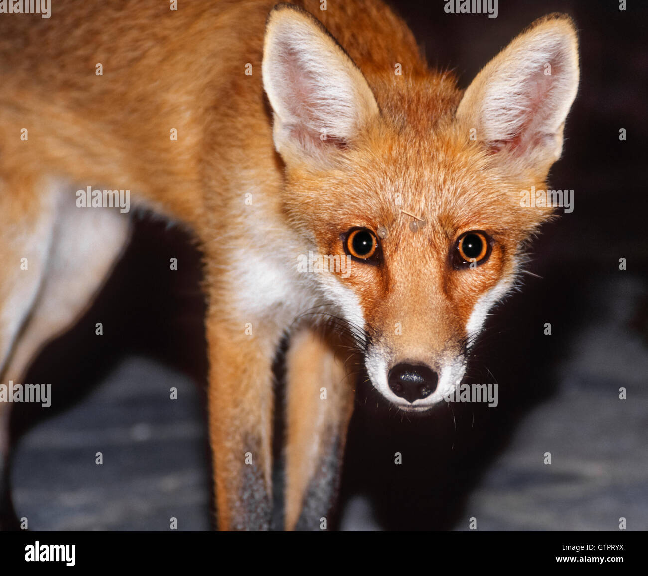 Collection 30+ Stock Photos what color are foxes eyes at night Sharp