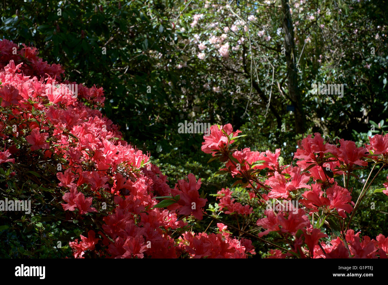 Red Rhododendron England red rhododendrons line a trail in sir harold hillier gardens in romsey ...