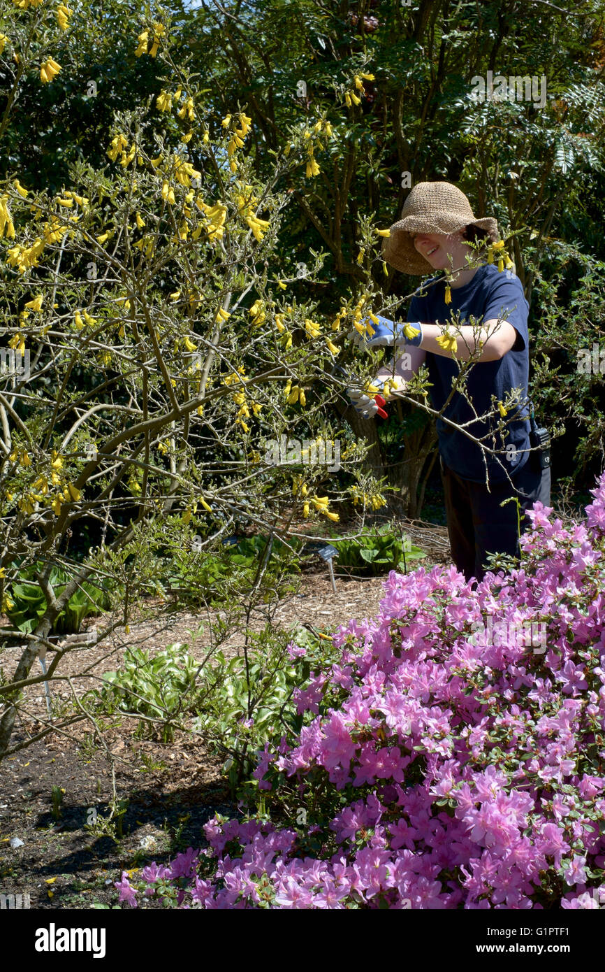 female staff member pruning in sir harold hillier gardens in romsey england uk Stock Photo