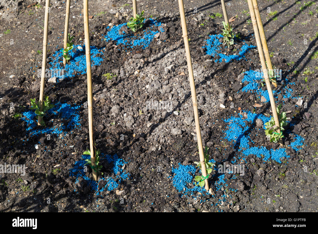 Slug pellets scattered around plants growing up garden canes Stock Photo