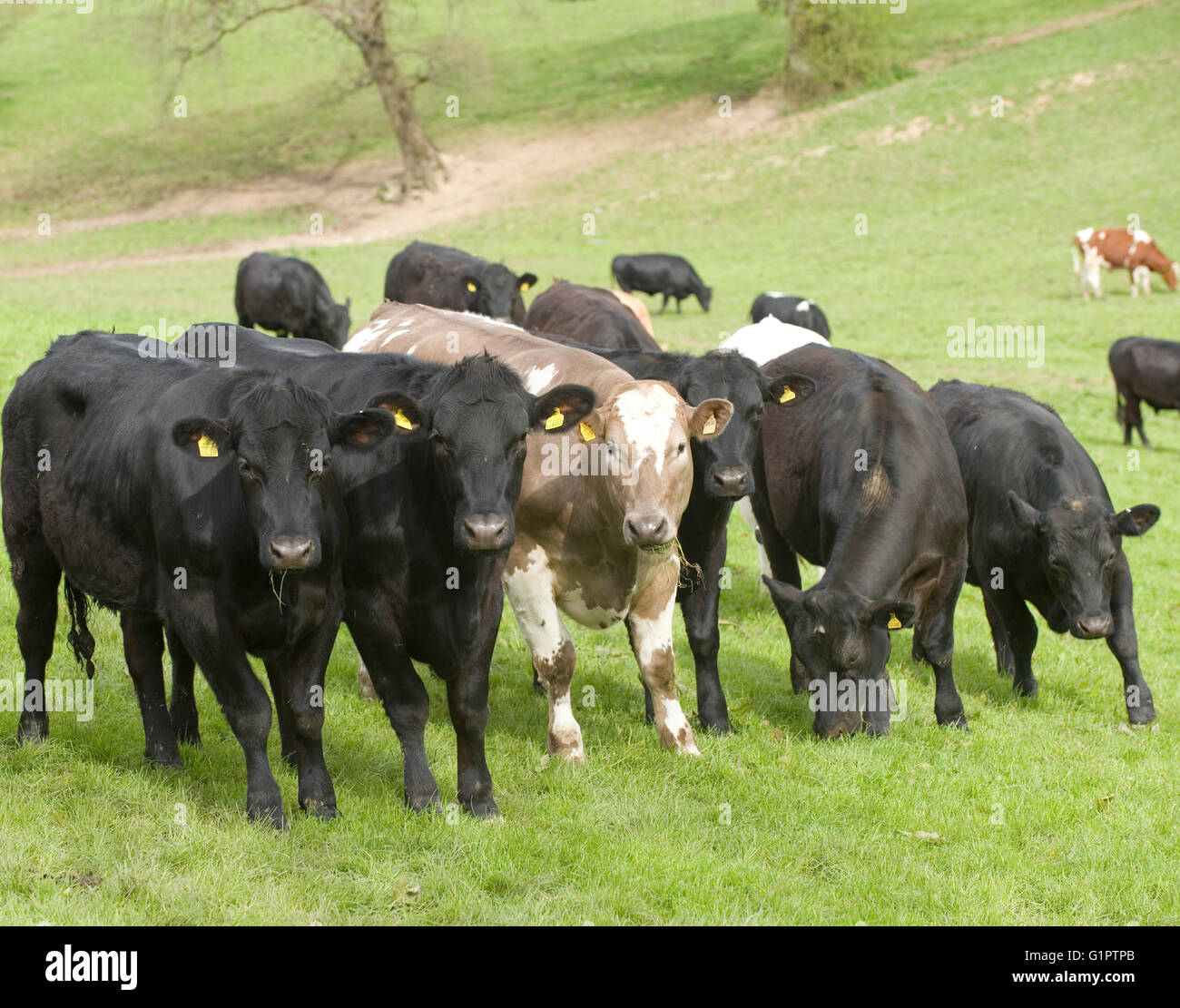 herd of beef cattle Stock Photo