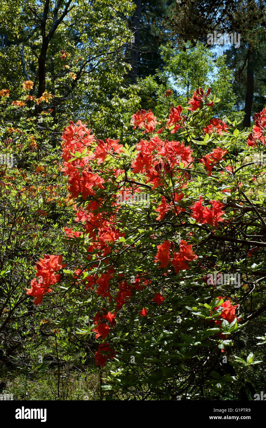 Red Rhododendron England red rhododendrons in brentry wood at sir harold hillier gardens in ...