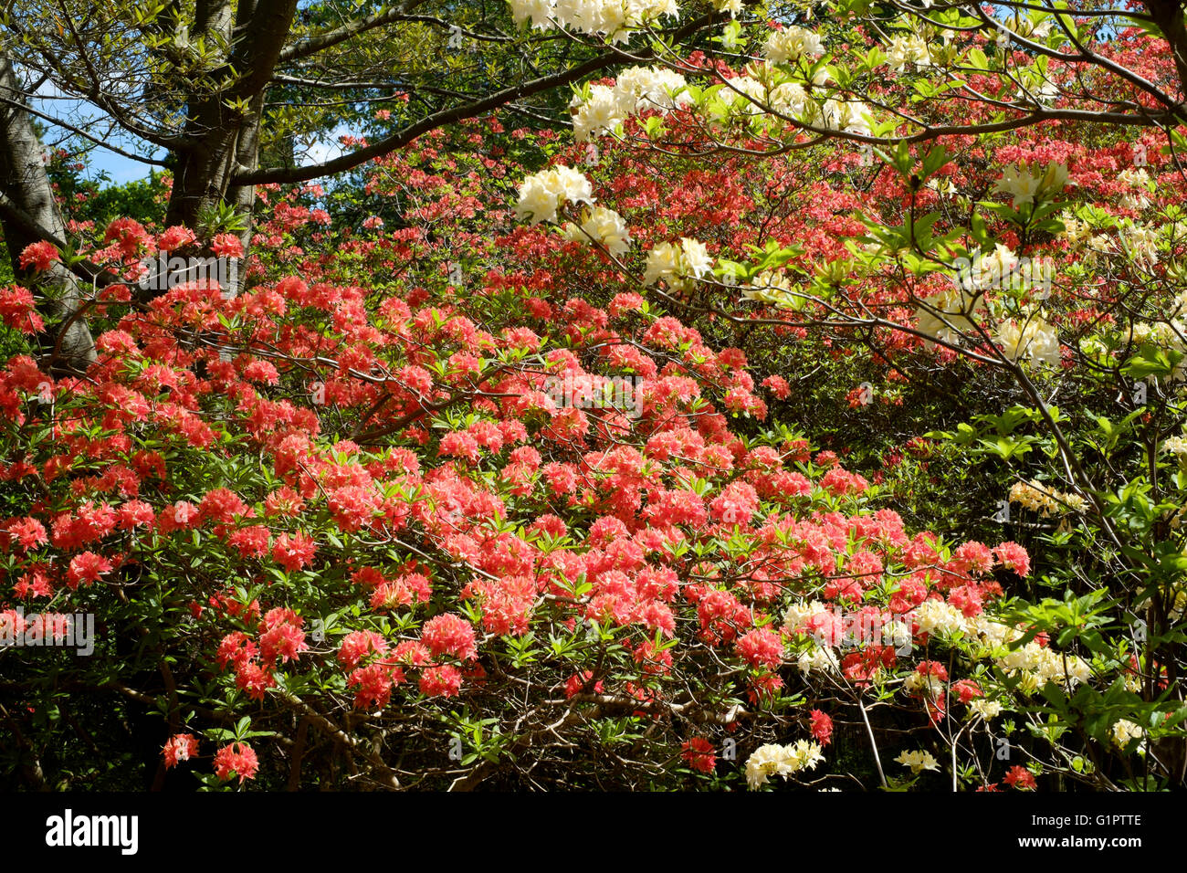 Red Rhododendron England Red rhododendrons hi-res stock photography and images - Alamy