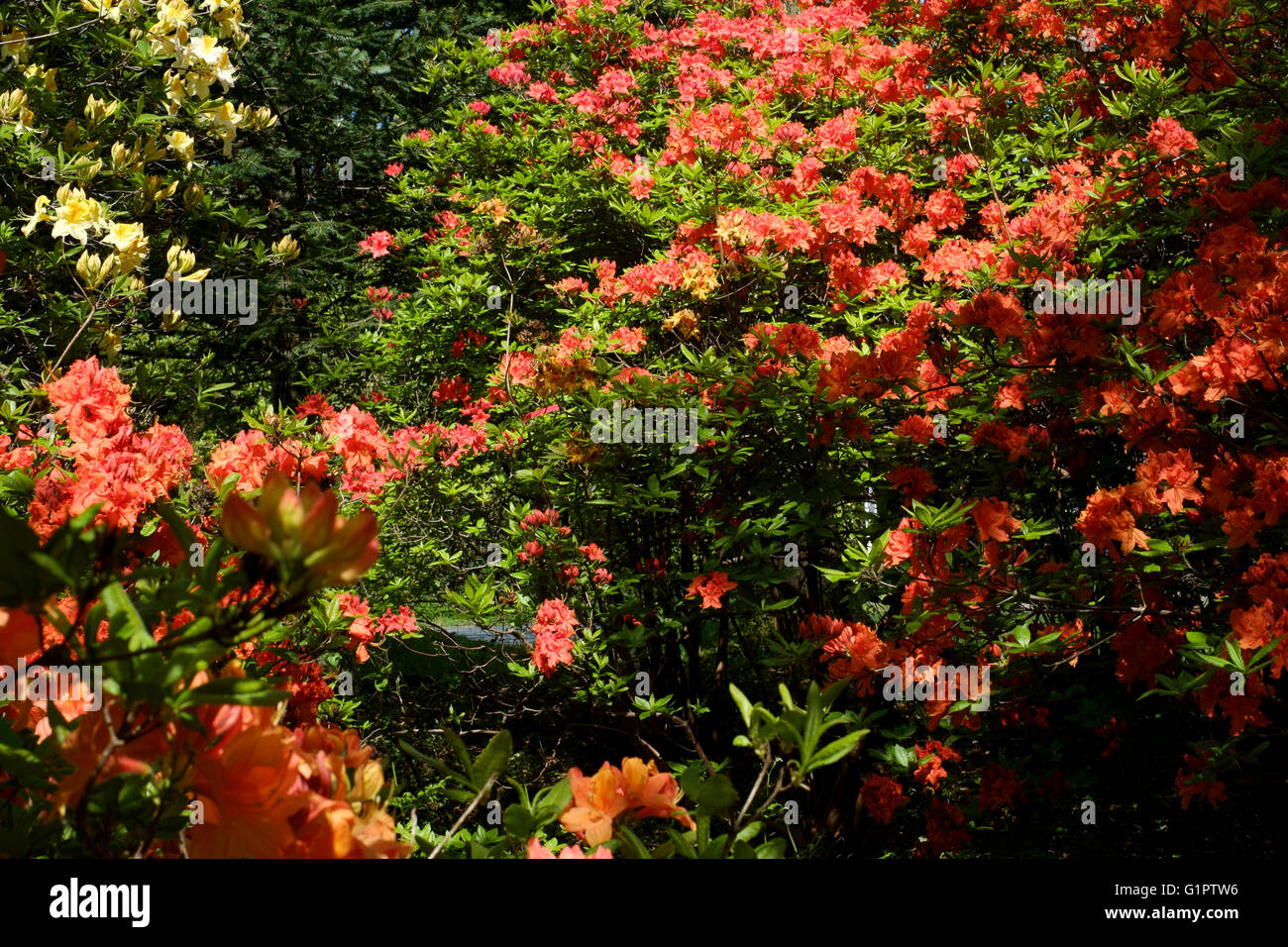 Red Rhododendron England red rhododendrons in brentry wood at sir harold hillier gardens in ...