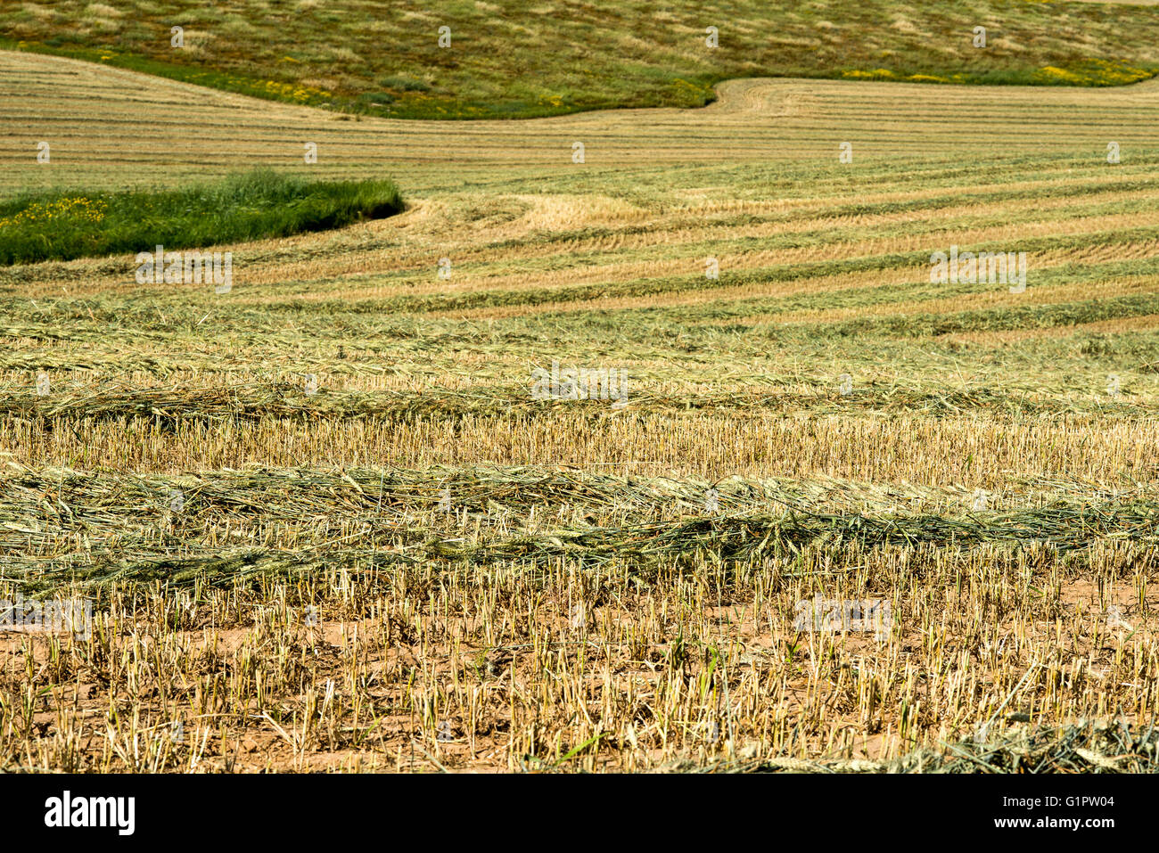 Desert agriculture. Harvested wheat field in the Negev Desert, Israel