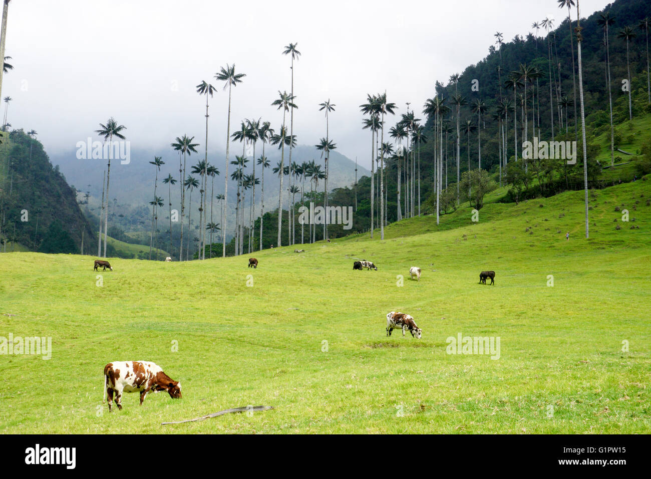 Cows grazing in the green meadows at the Cocora valley near Salento, Colombia. Wax palm trees in the background Stock Photo