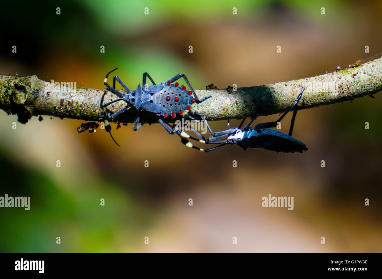 Heteroptera bugs in the amazonian rain forest Stock Photo