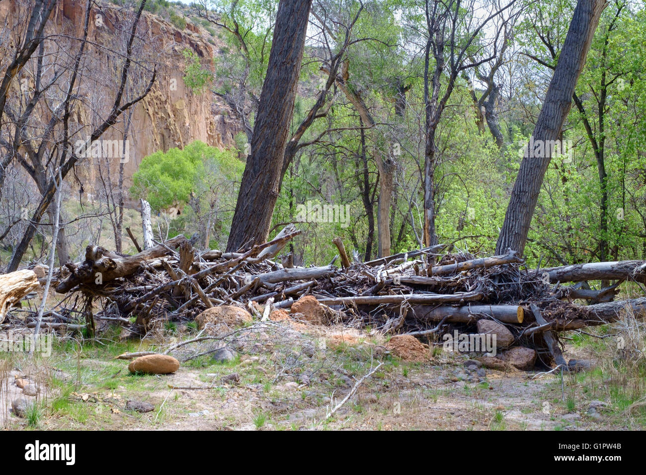 Barrier of piled up tree trunks and branches resulting from flood damage in the valley at Bandalier National Monument New Mexico Stock Photo