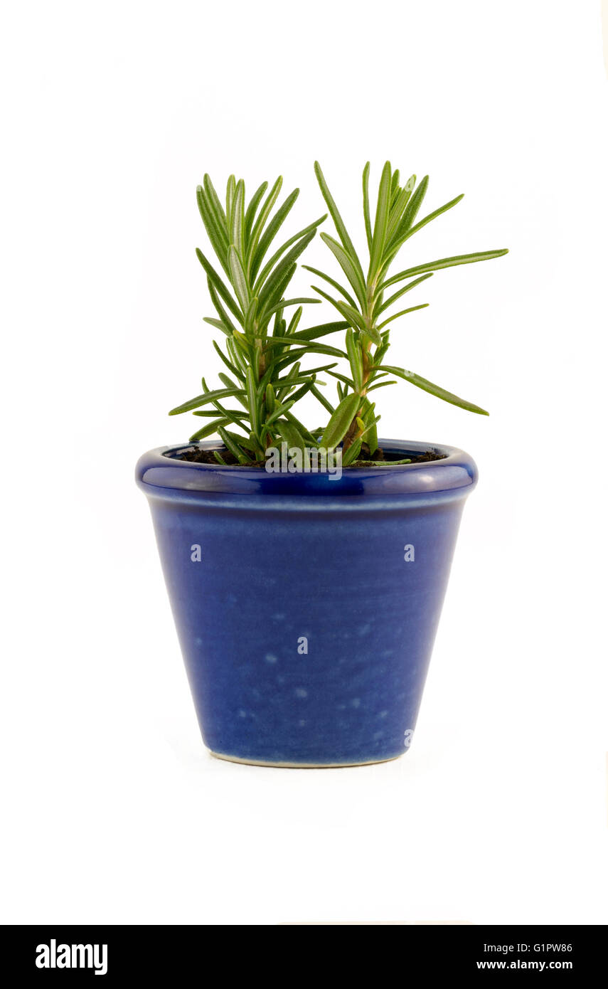 Rosemary herb plant Stock Photo