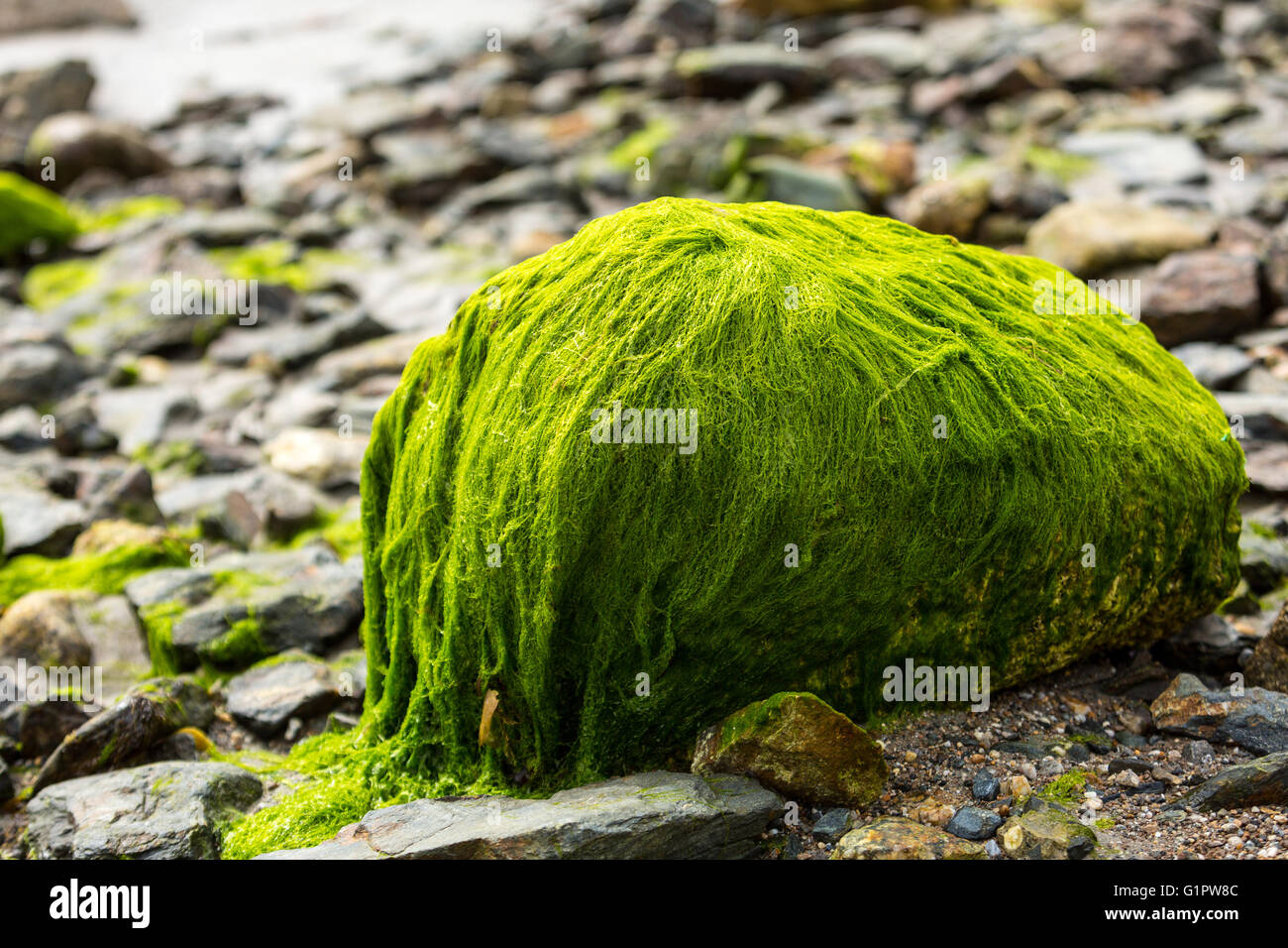 Moss covering a stone in Marazion Beach, Corwall, UK Stock Photo