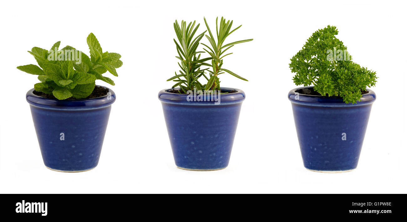 Selection of three herbs mint, rosemary and parsley Stock Photo