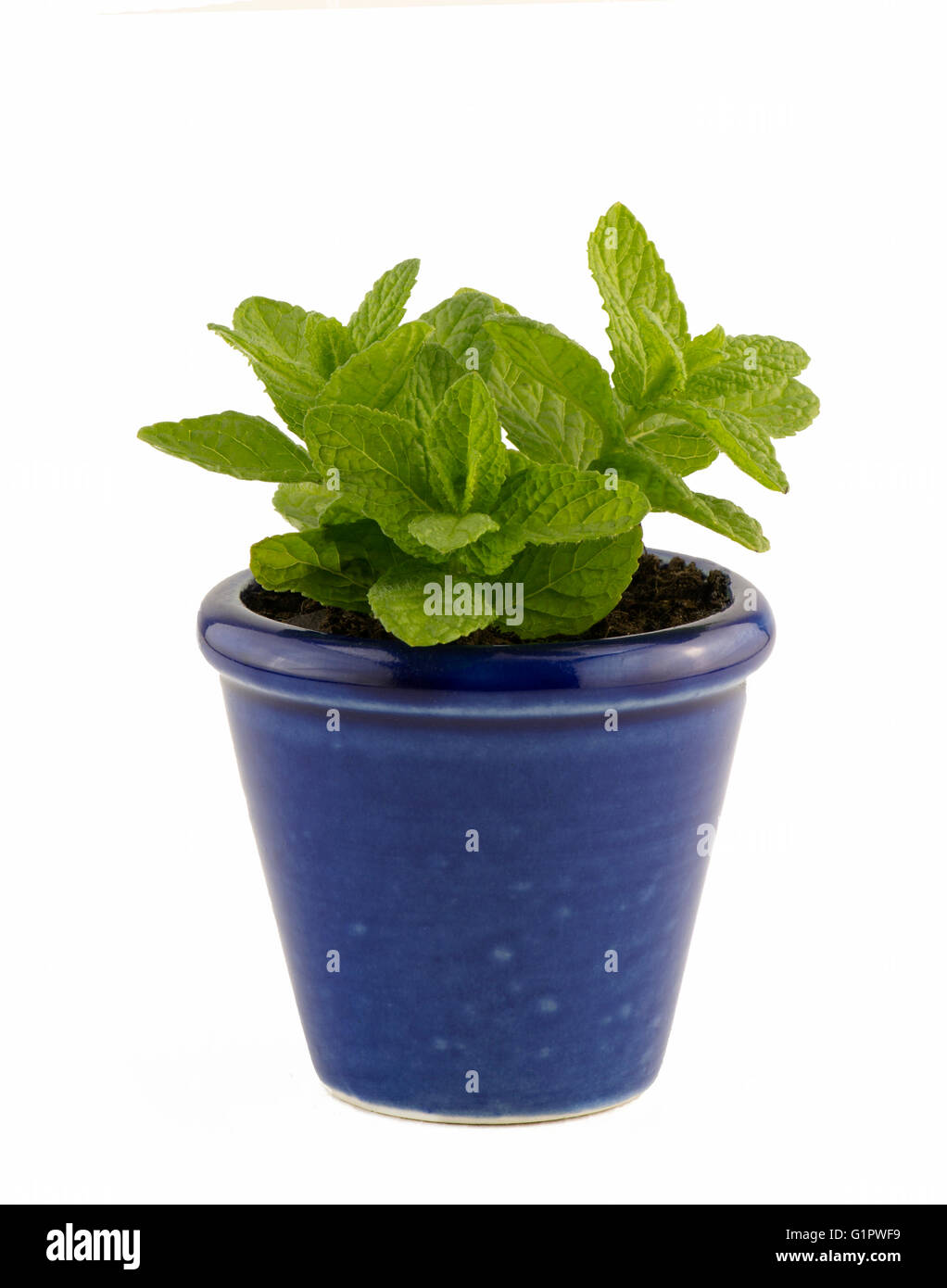 home grown mint Stock Photo