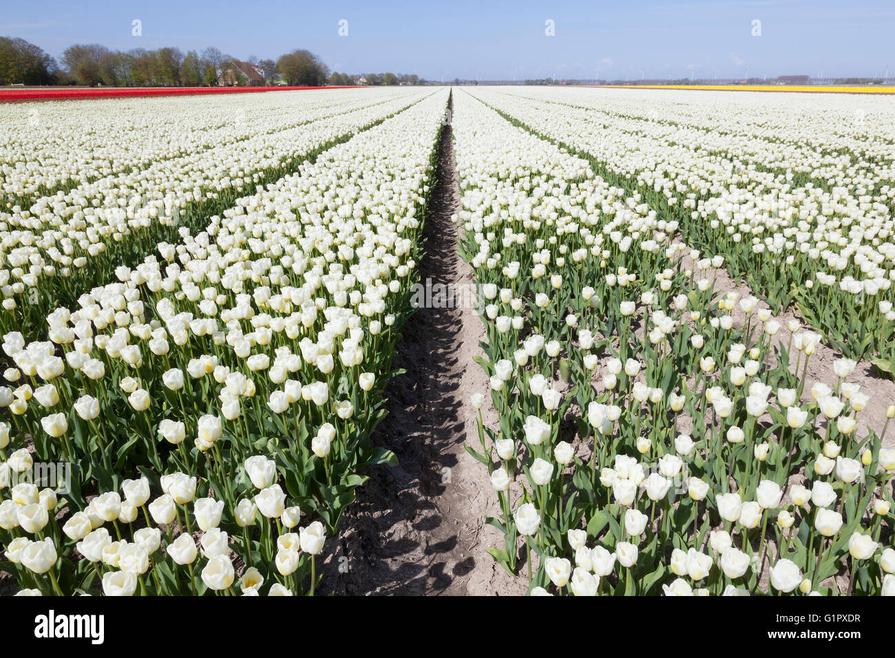 white tulips in flower field with blue sky in the dutch noordoostpolder ...