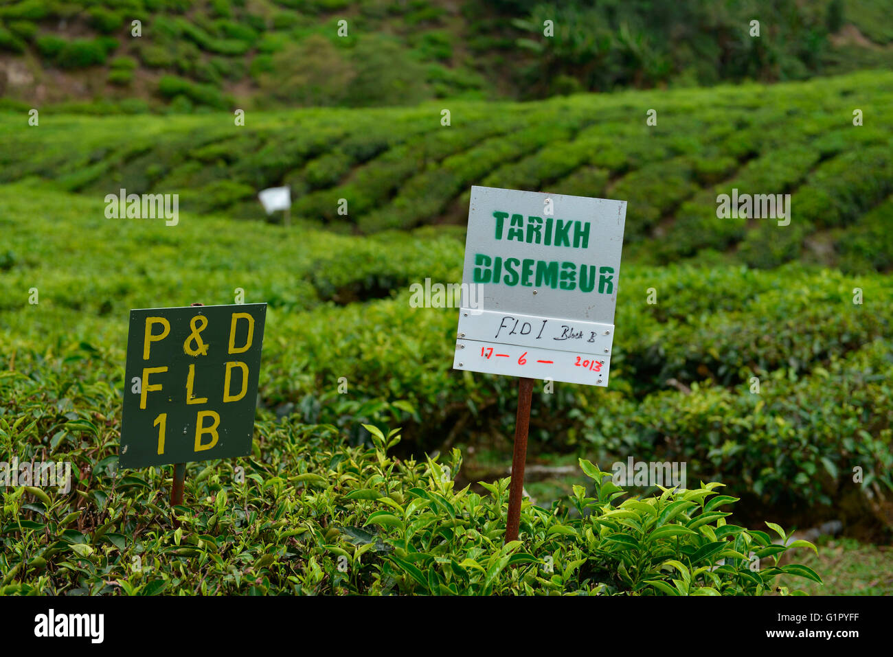 Tea plantation, Sungai Palas, Boh Tea Estate, Cameron highlands, Malaysia Stock Photo