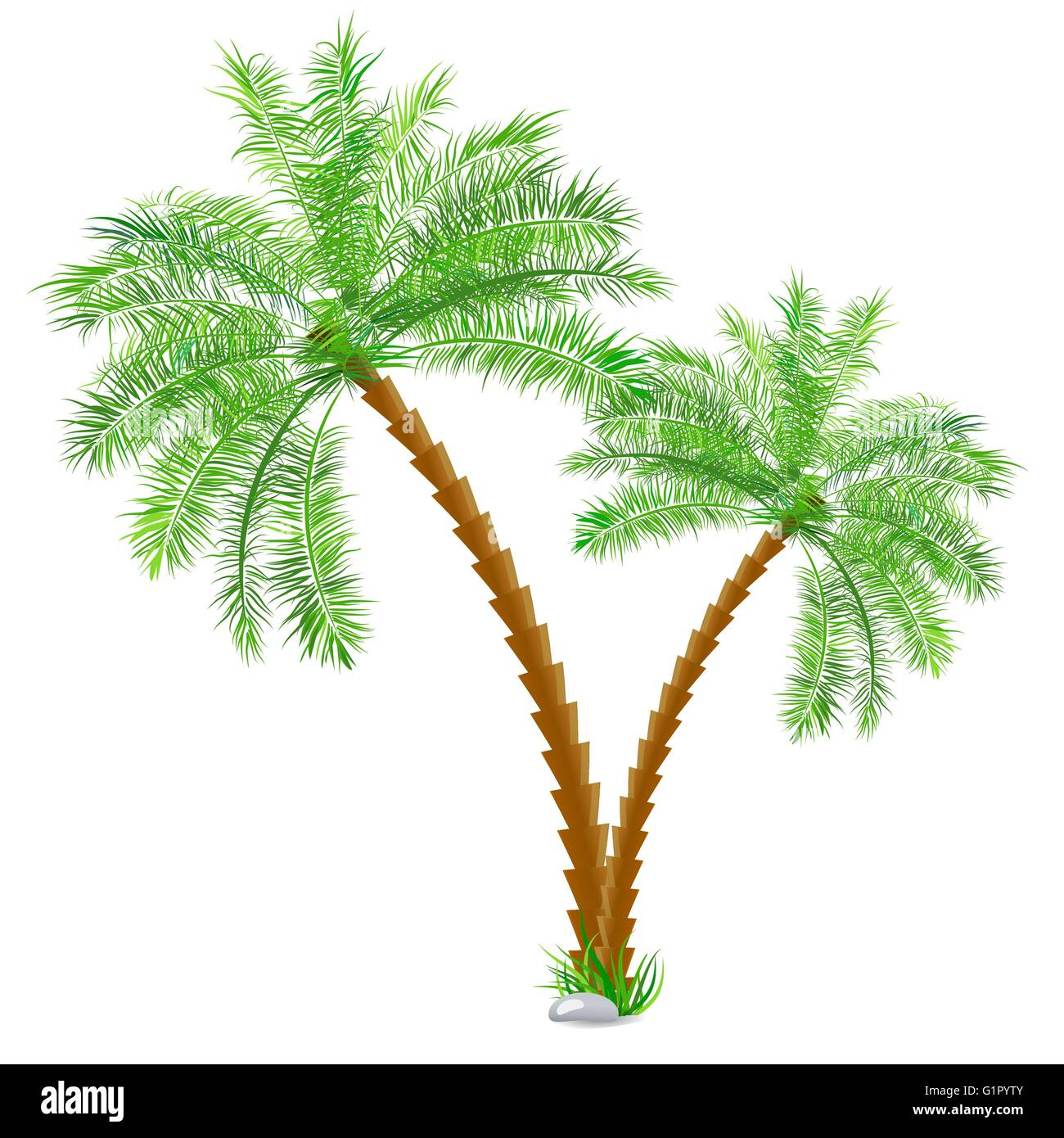 Tropical palm tree over white Stock Vector