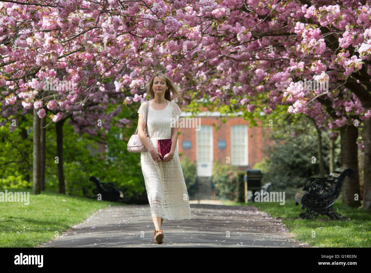 Cherry Blossom in Greenwich Park Stock Photo Alamy