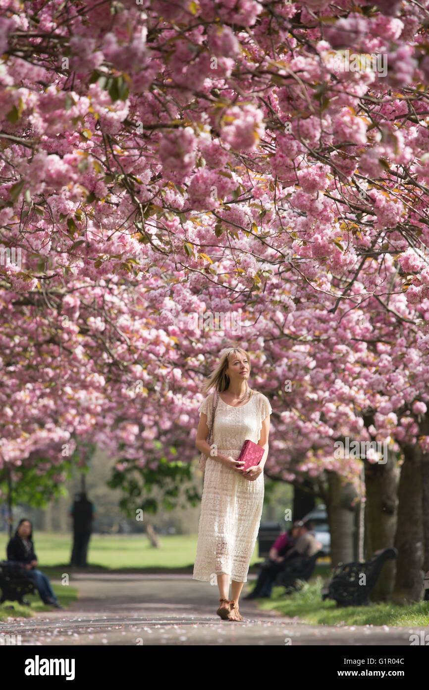 Cherry Blossom in Greenwich Park Stock Photo Alamy