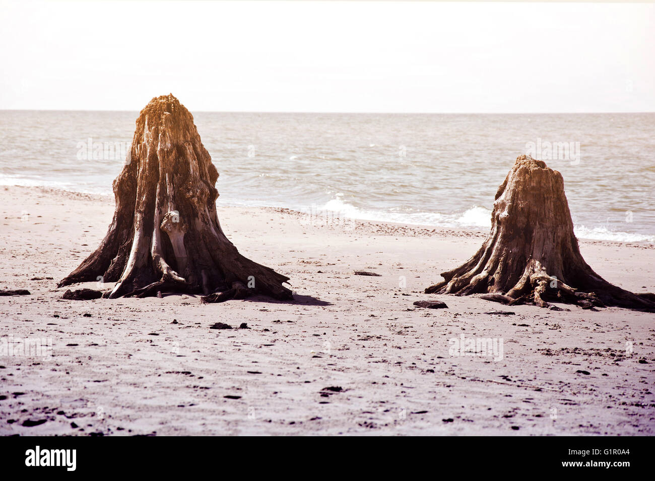Dead tree trunks. Rare 3000 years old dead deciduous trees on the beach