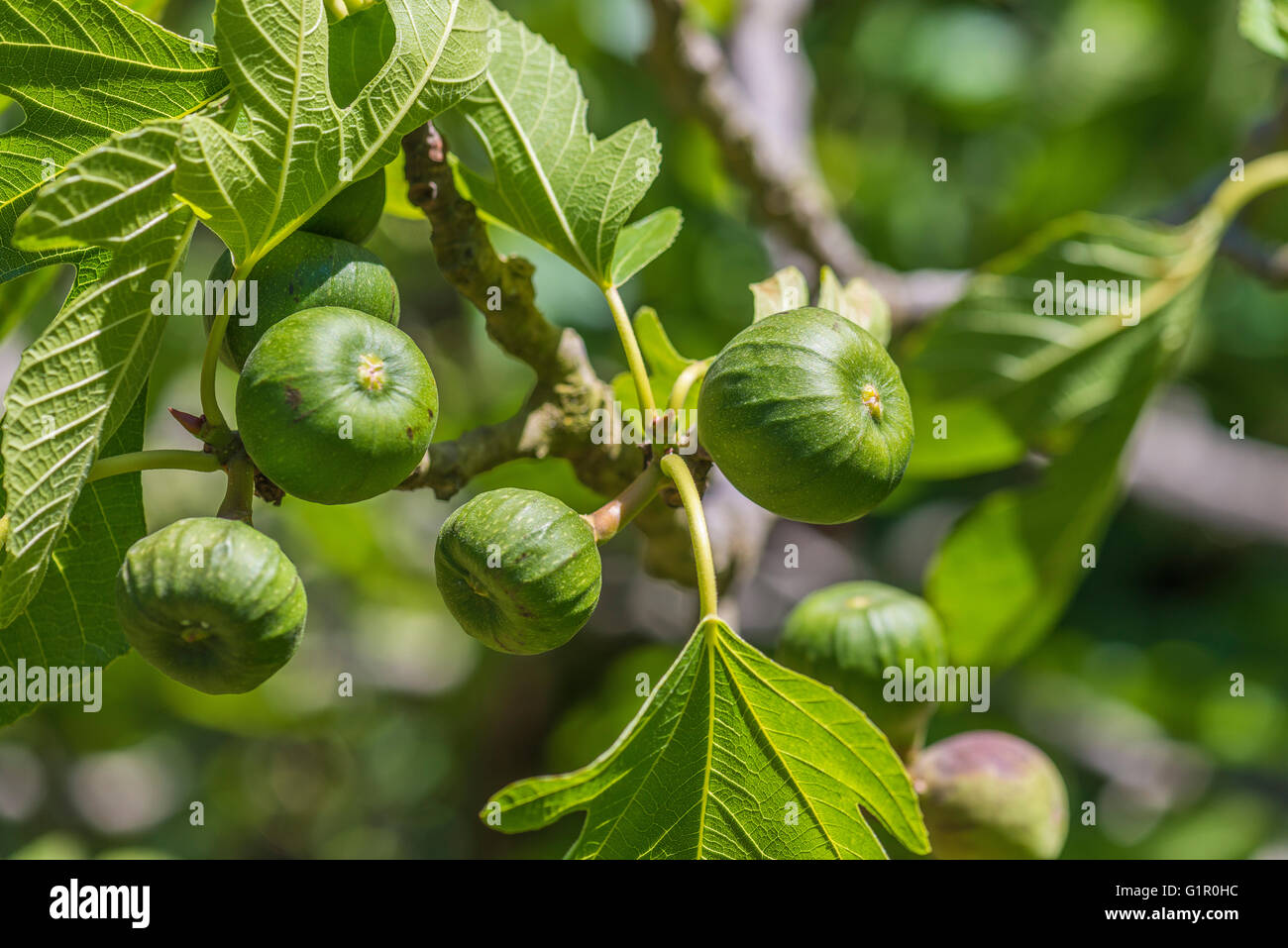 Figues Vaucluse France 84 Stock Photo