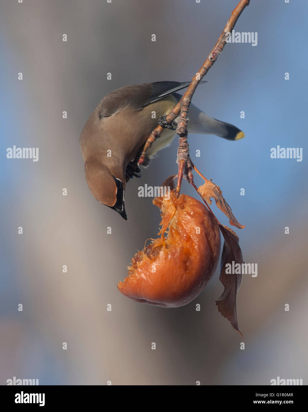 A cedar waxwing (Bombycilla cedrorum) forages on a decayed apple in winter Stock Photo