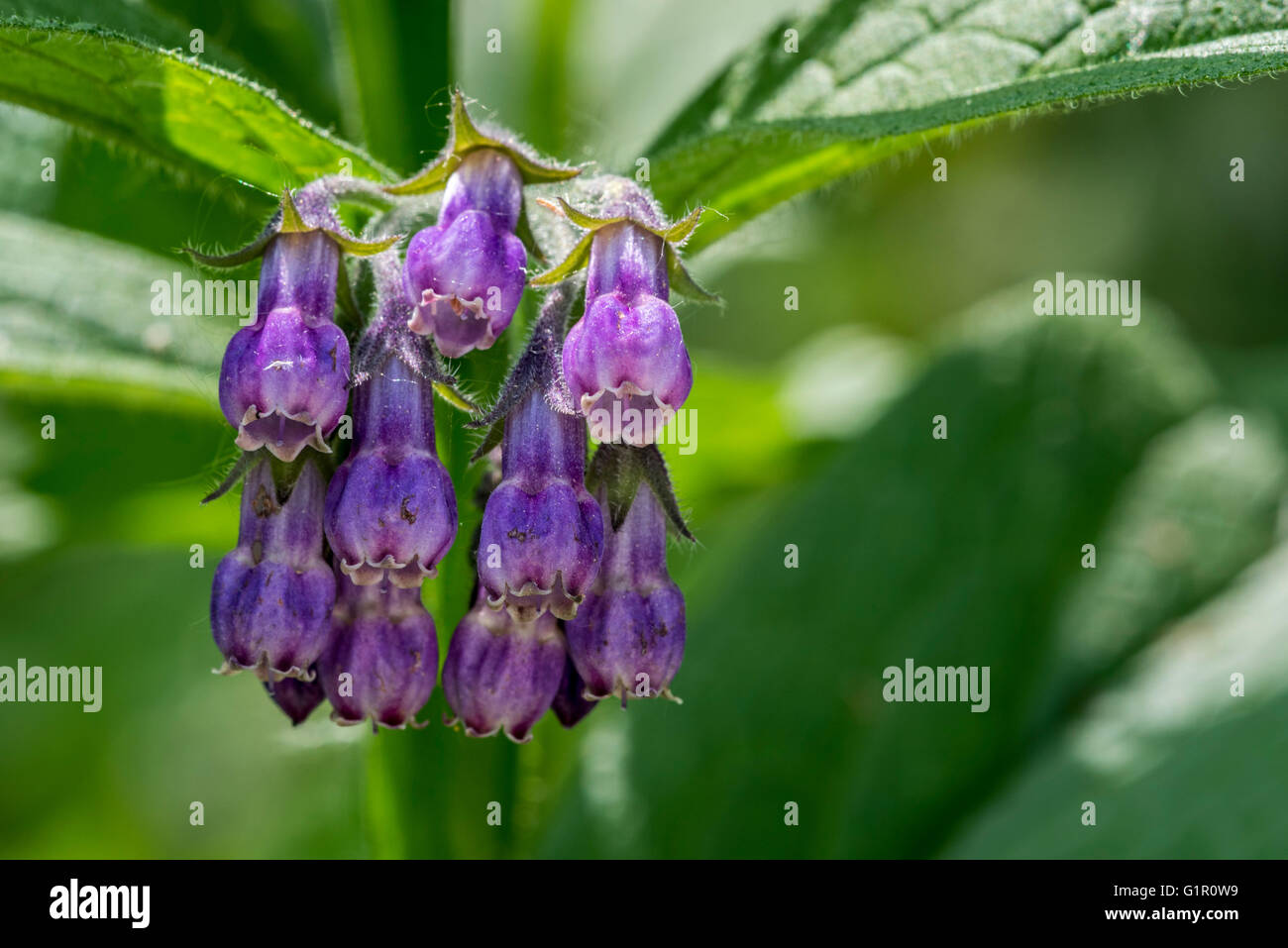 Common comfrey / true comfrey (Symphytum officinale) in flower Stock