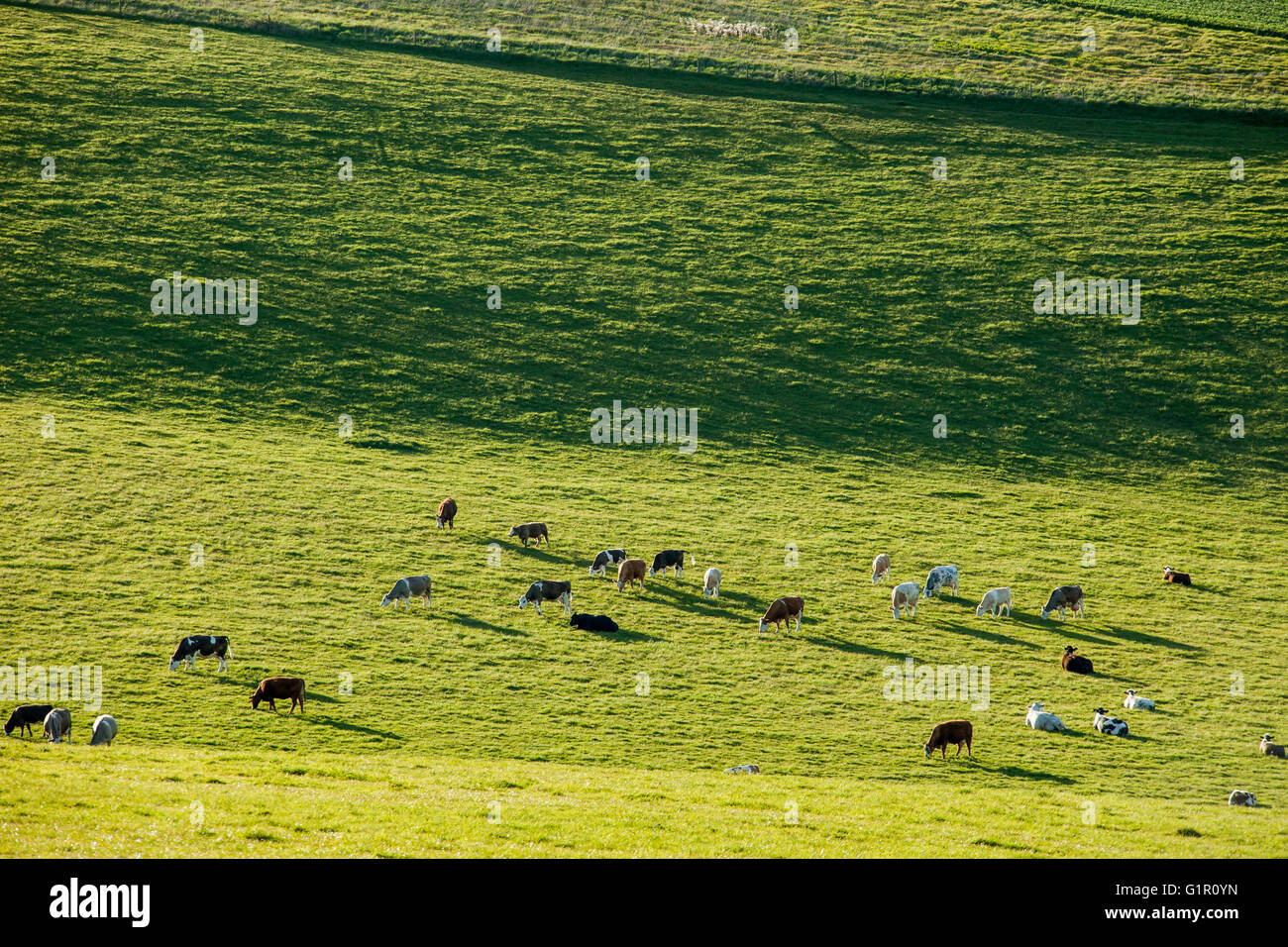 Cows grazing on the South Downs, East Sussex, England Stock Photo Alamy