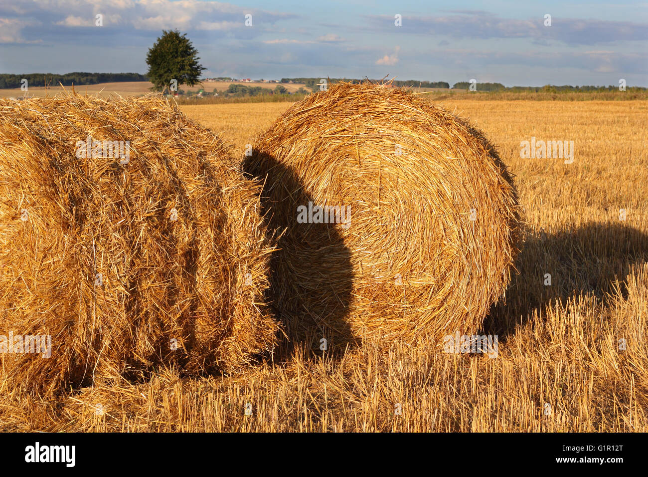 Two bales of hay on the stubble field photo Stock Photo - Alamy