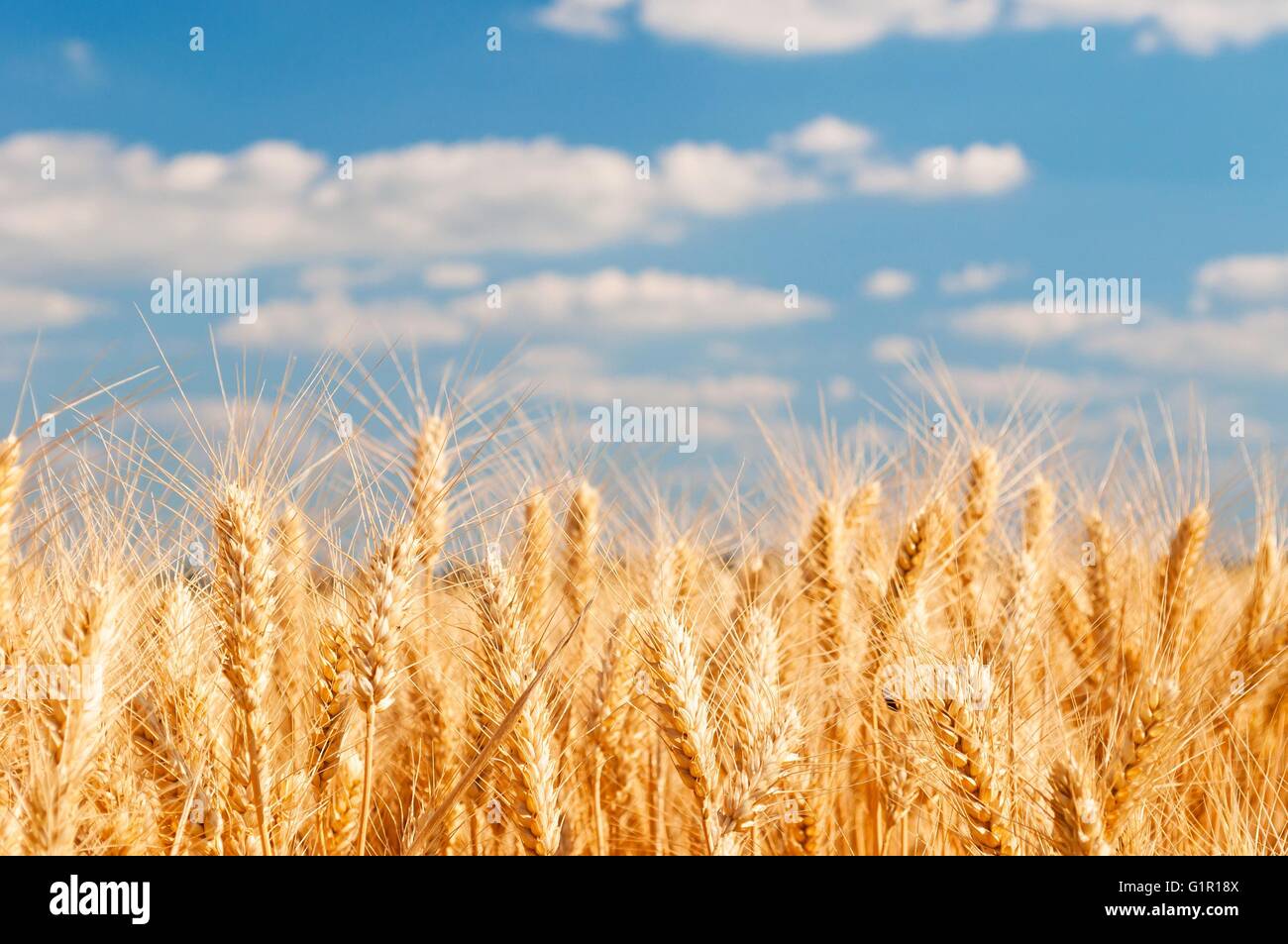 Golden wheat field with blue sky and white clouds in background Stock ...
