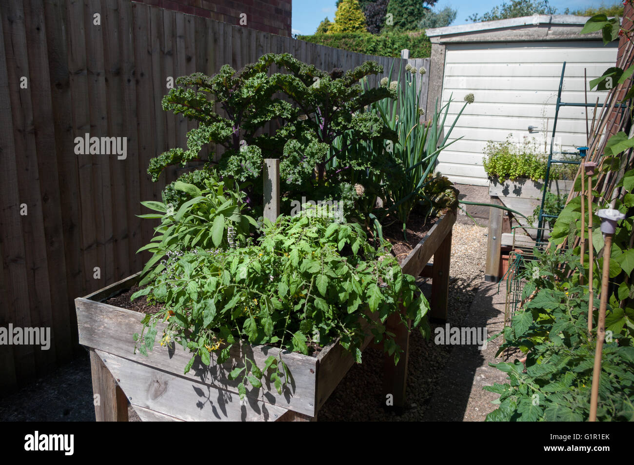 Veg growing in raised bed including, kale, tomatoes, Welsh onions and