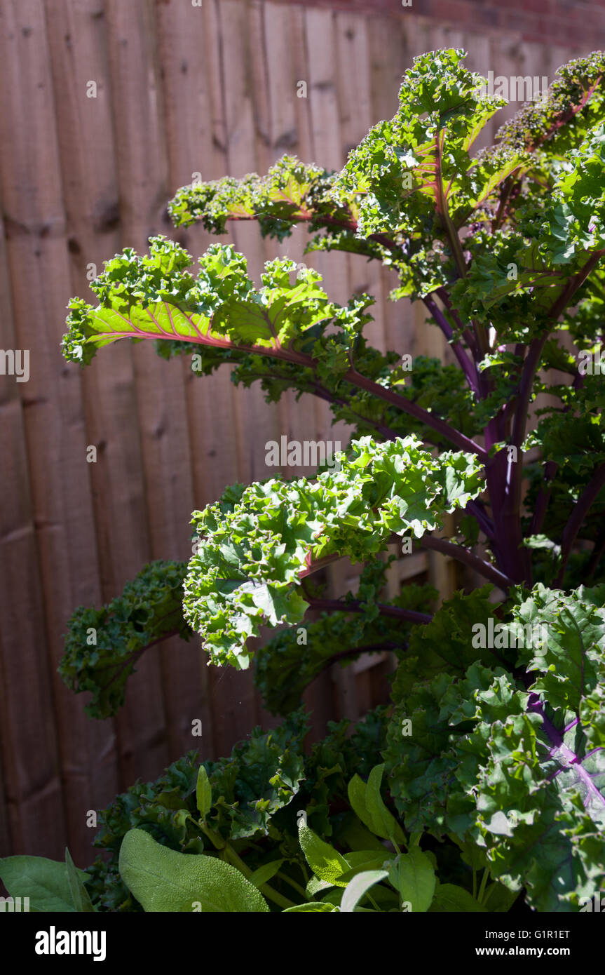 Red kale with curly leaves growing in raised bed Stock Photo Alamy
