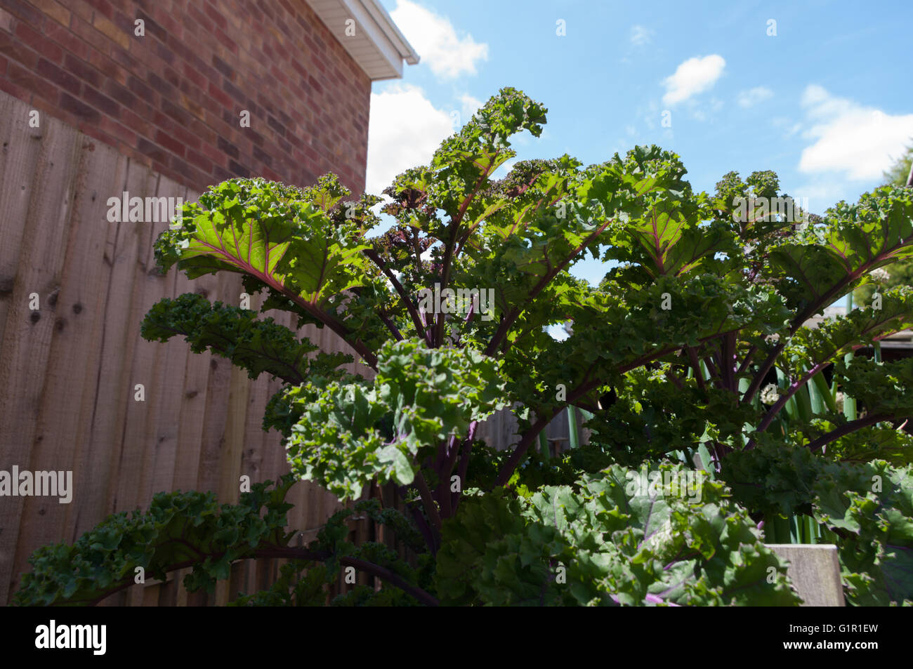 Red kale growing in raised bed Stock Photo Alamy