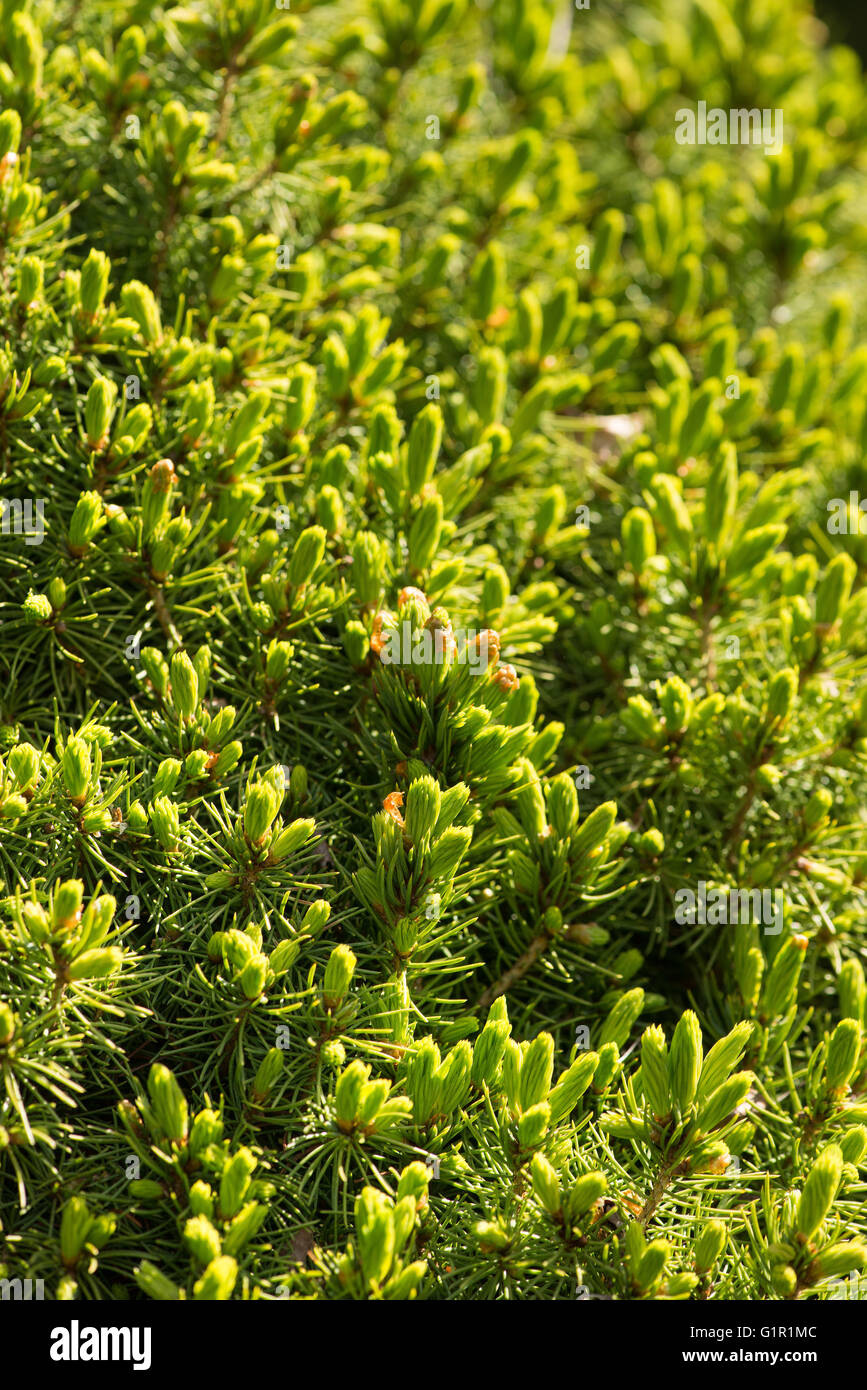 Spring awakening lush new shoots of a conifer tree growing in spring contrasting in tone with last seasons growth pine needles Stock Photo