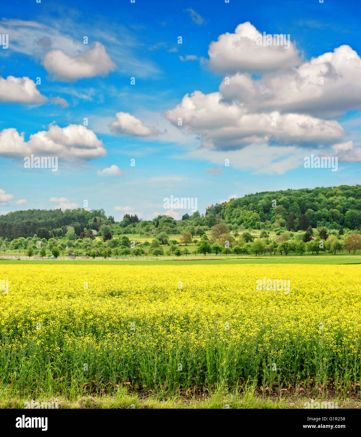 Rapeseed field withcloudy blue sky. Beautiful spring landscape Stock Photo
