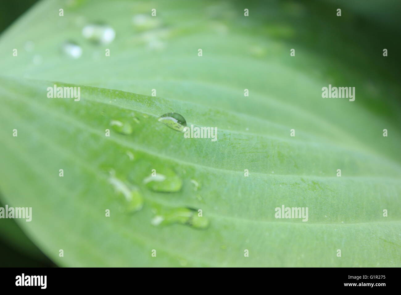 Close up of water droplets on green foliage Stock Photo - Alamy