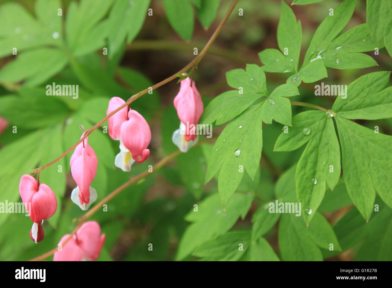 Bleeding hearts flower in bloom Stock Photo Alamy