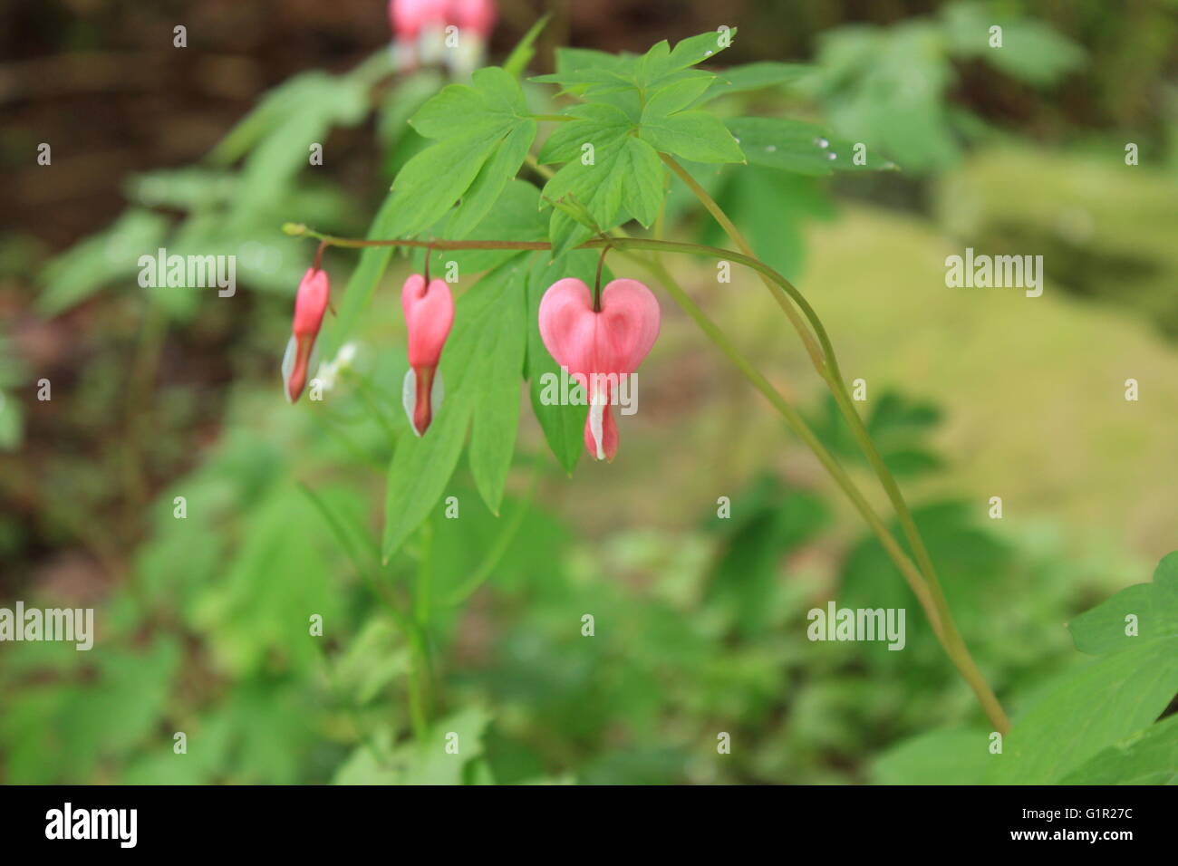 Bleeding hearts flower in bloom Stock Photo Alamy