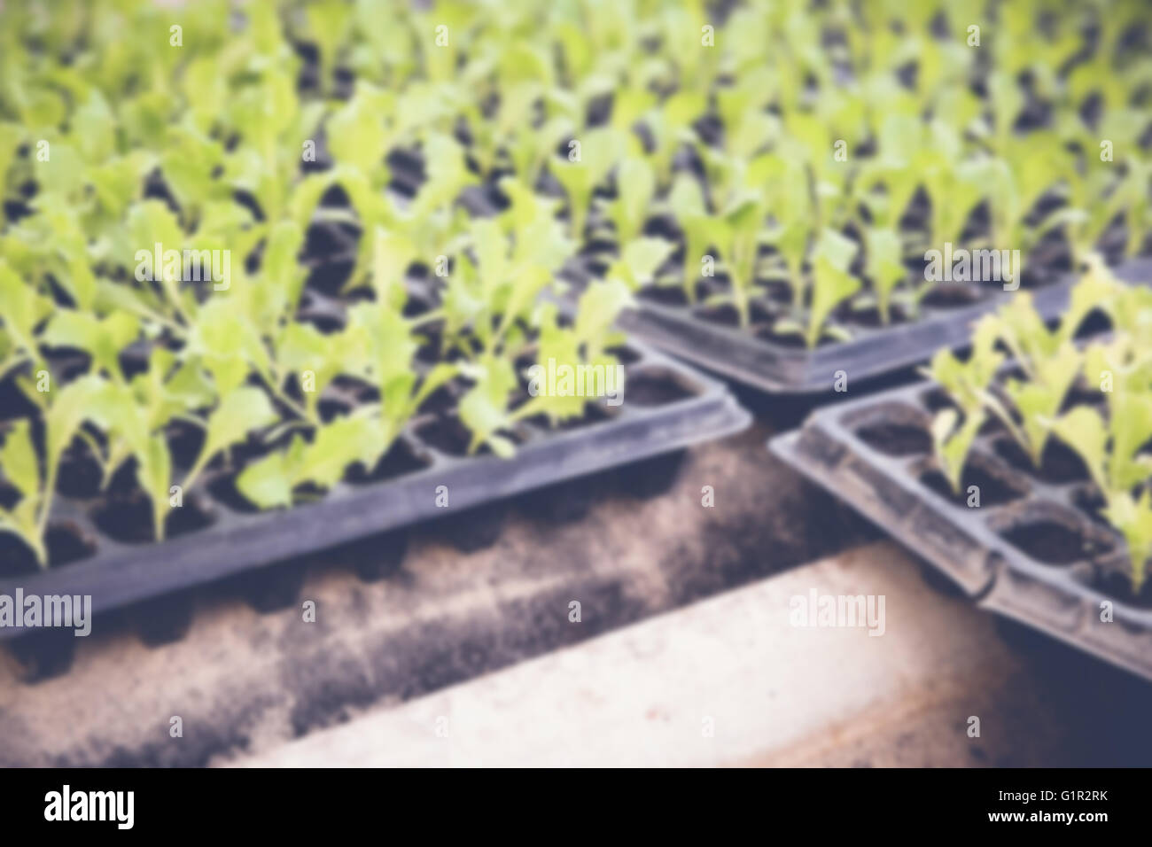 blur de-focused photo of young organic plants in nursery tray Stock Photo