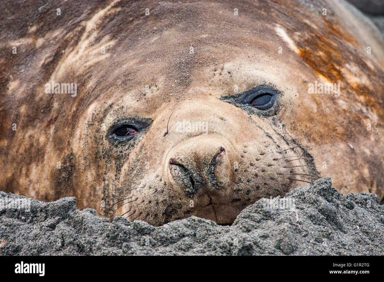 elephant seals molting on a beach of South Stock Photo Alamy