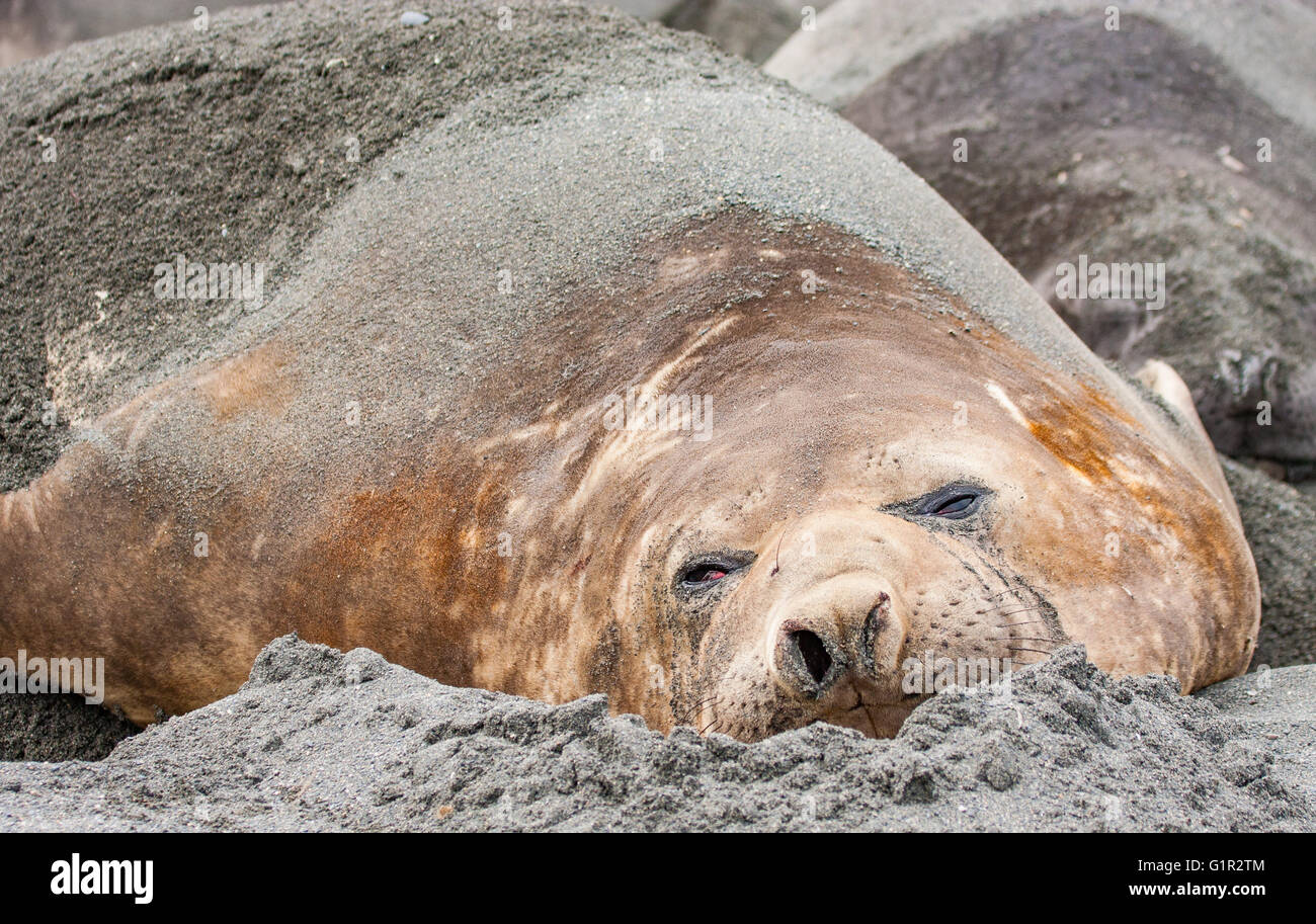 elephant seals molting on a beach of South Stock Photo Alamy