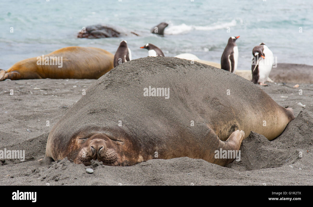 elephant seals molting on a beach of South Stock Photo Alamy
