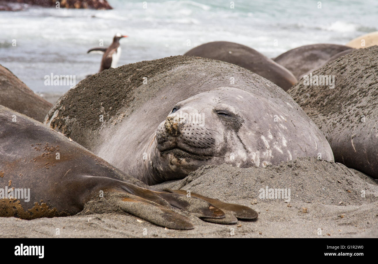 elephant seals molting on a beach of South Stock Photo Alamy