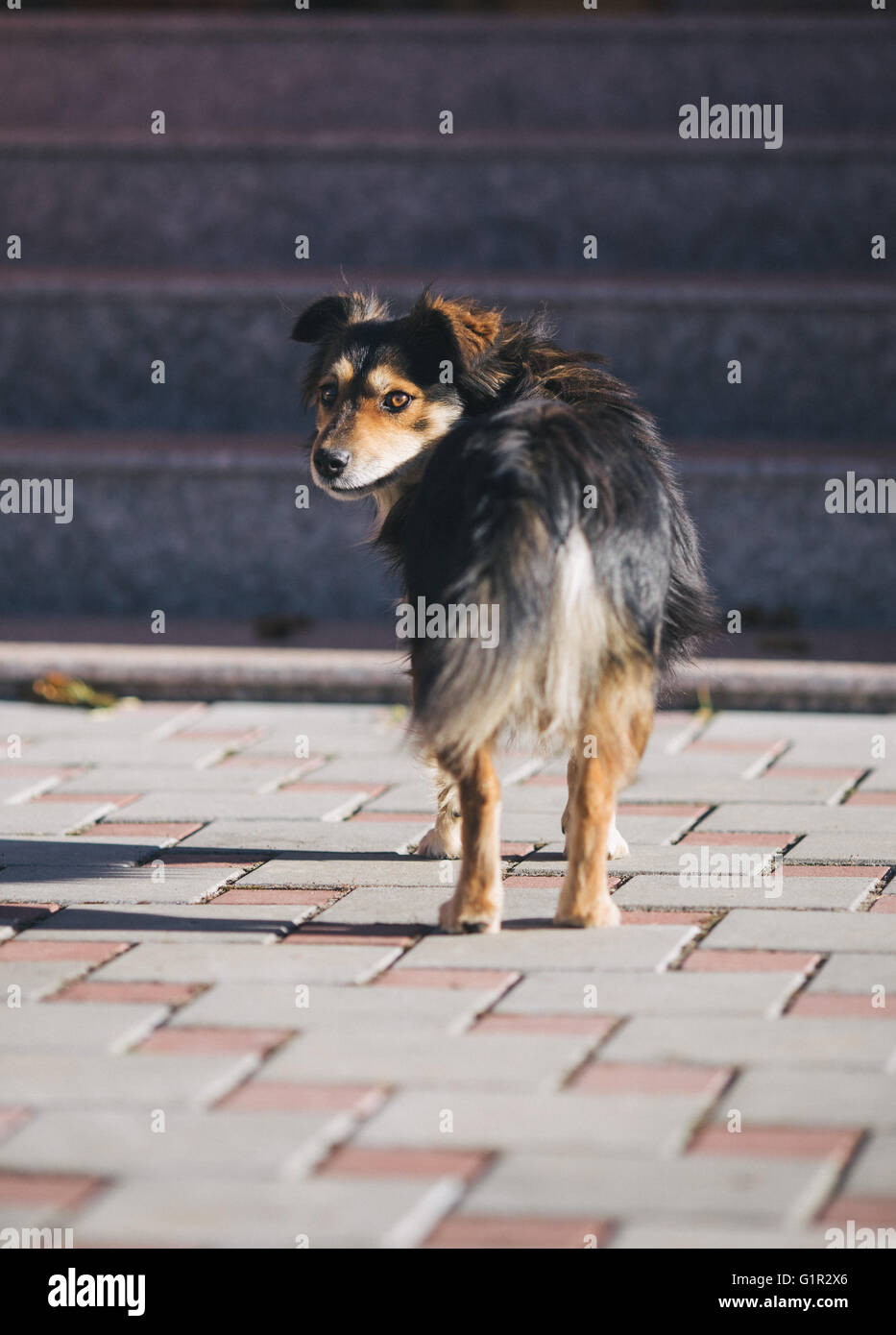 A dog standing and looking behind Stock Photo - Alamy