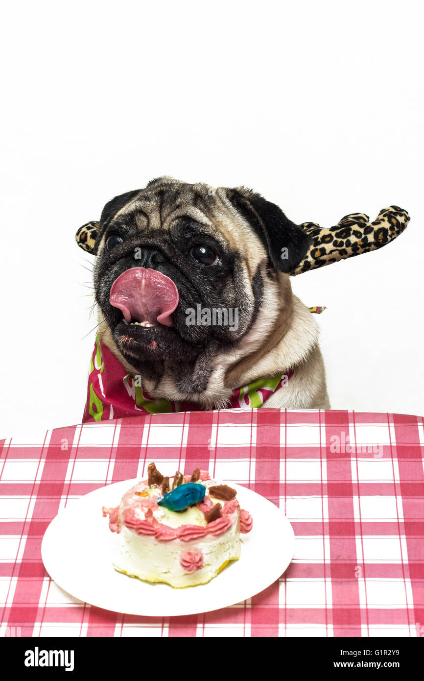 Festive Pug and its little cake Stock Photo Alamy