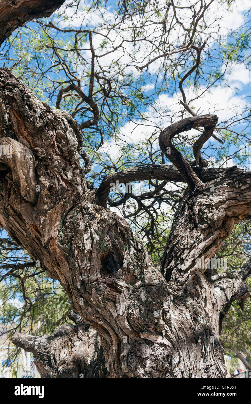 2000 year old Montezuma bald cypress (Taxodium mucronatum) Stock Photo