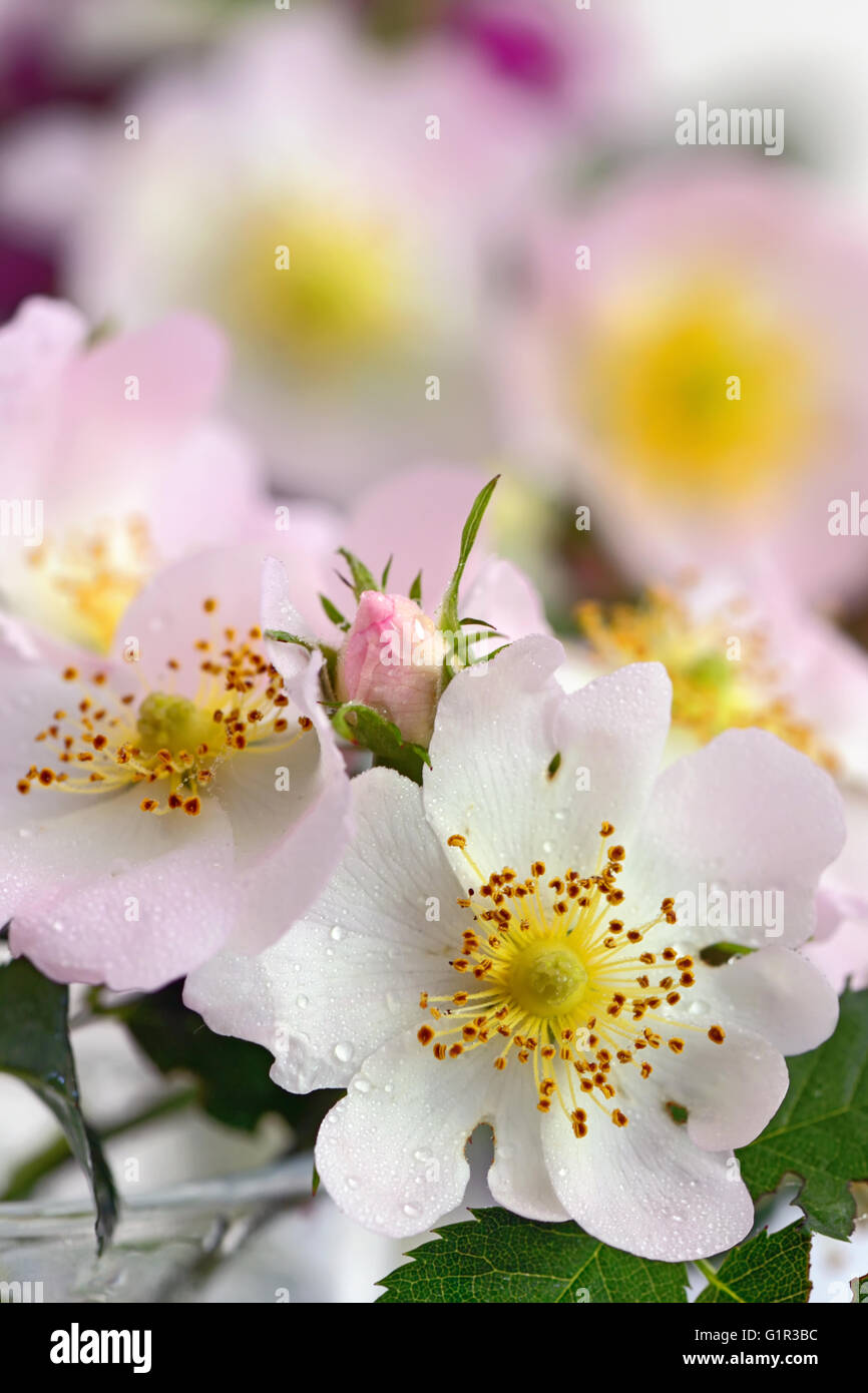 Dog rose rosa canina hi-res stock photography and images - Alamy