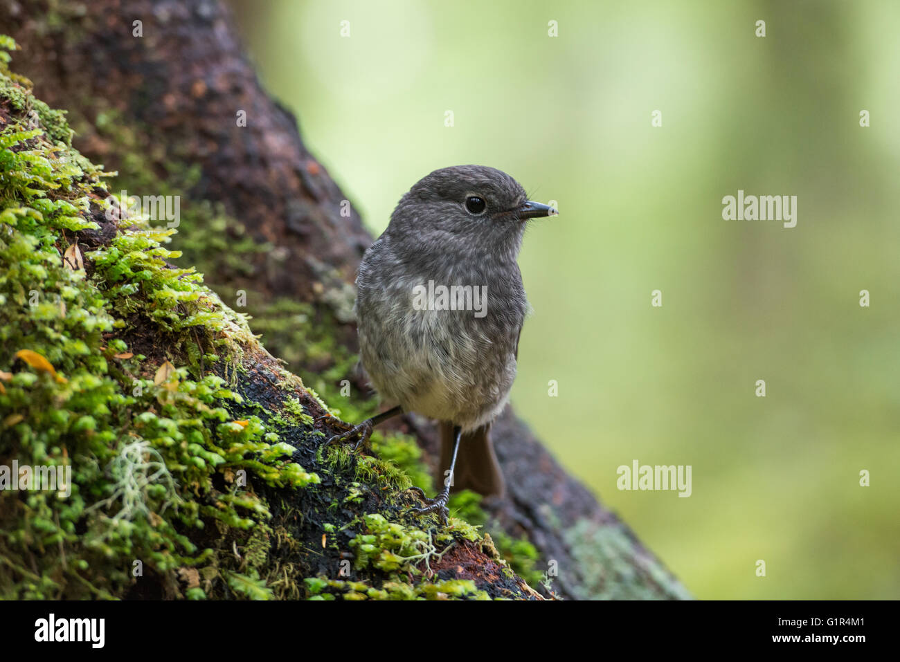 South Island Robin - Petroica australis Stock Photo