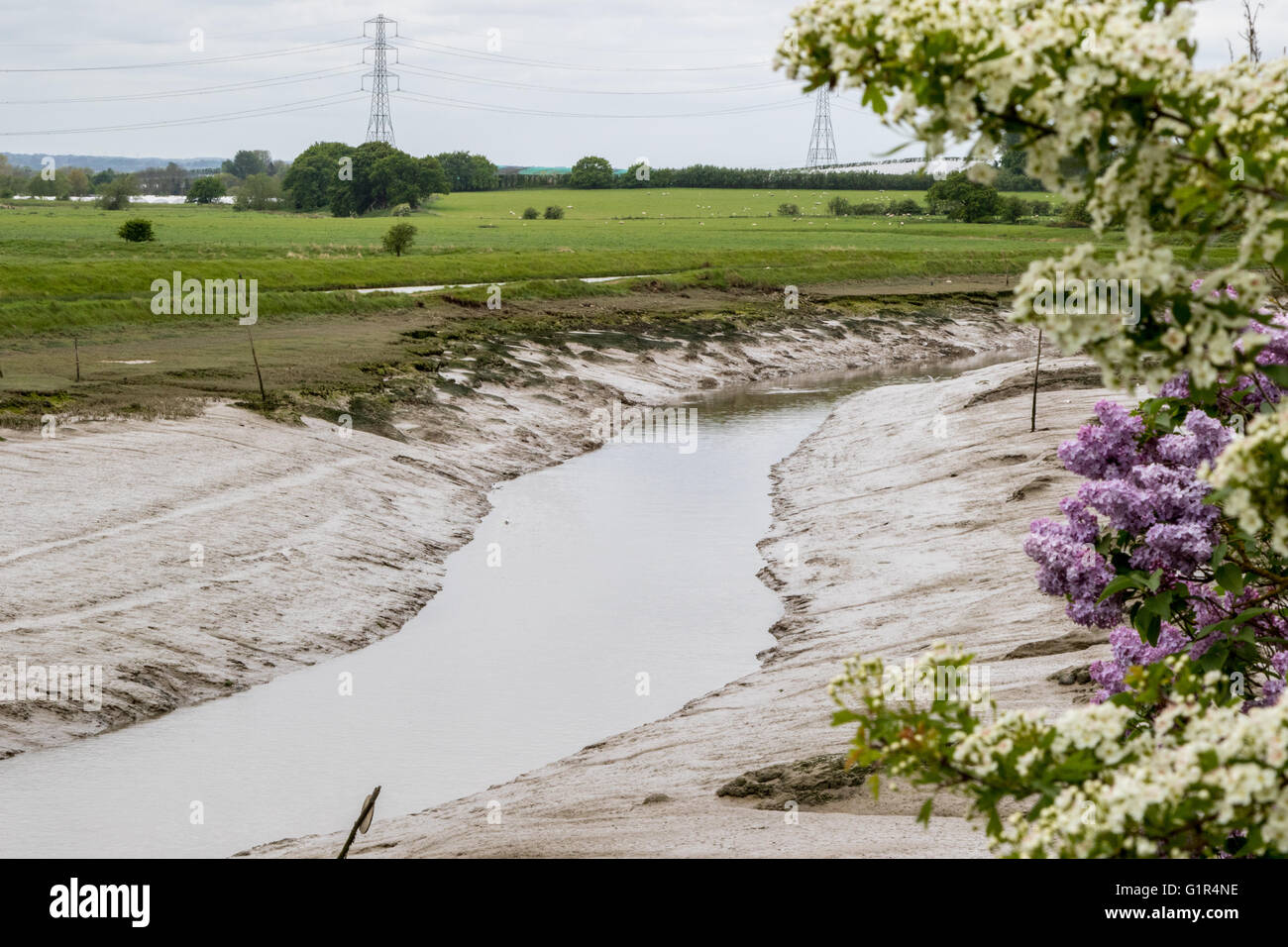 Conyer Creek, Conyer, at low tide with muddy banks, farmland in the background, trees in bloom in the foreground Stock Photo
