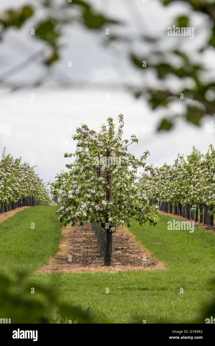 Portrait of Kentiesh apple orchard, trees in rows, covered in blossom, taken through branches Stock Photo