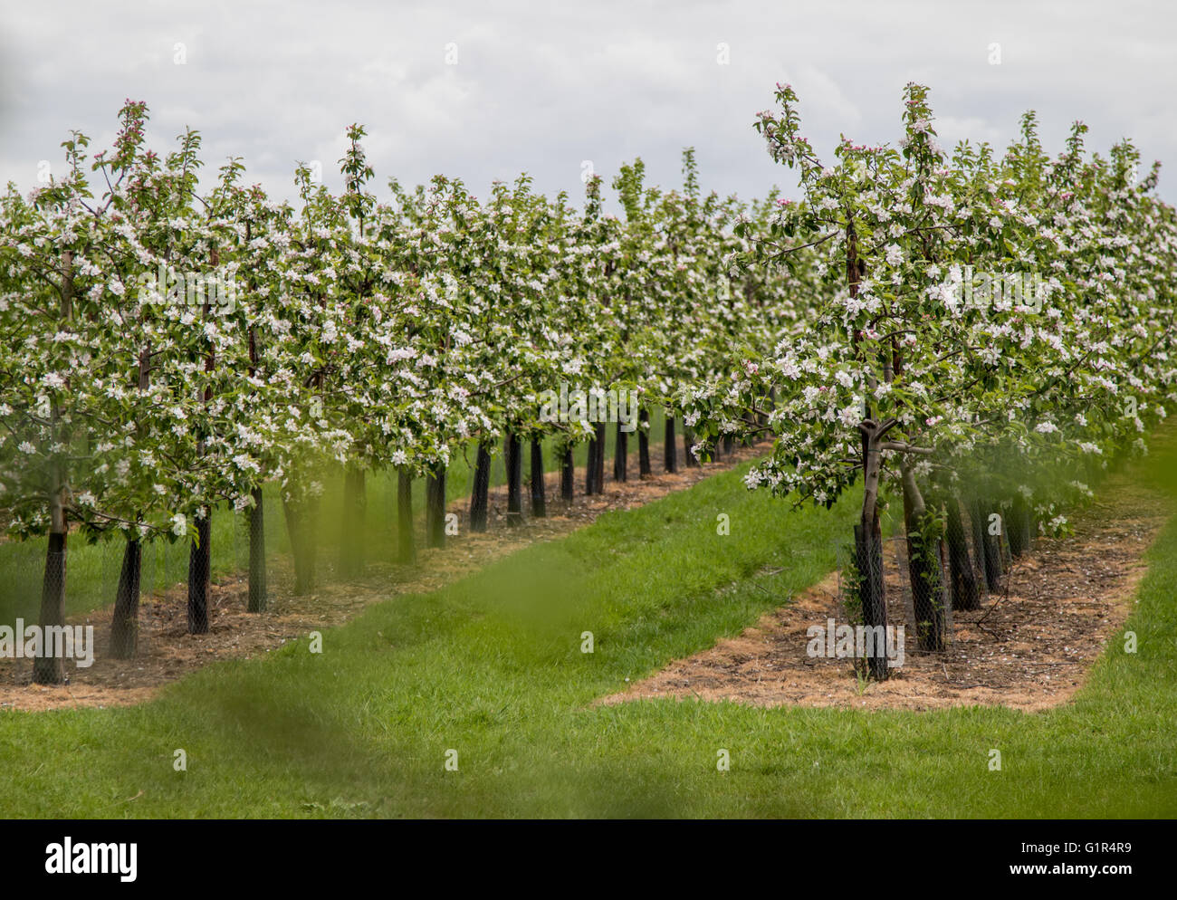 Close up of apple trees covered in blossom in a Kentish apple orchard Stock Photo